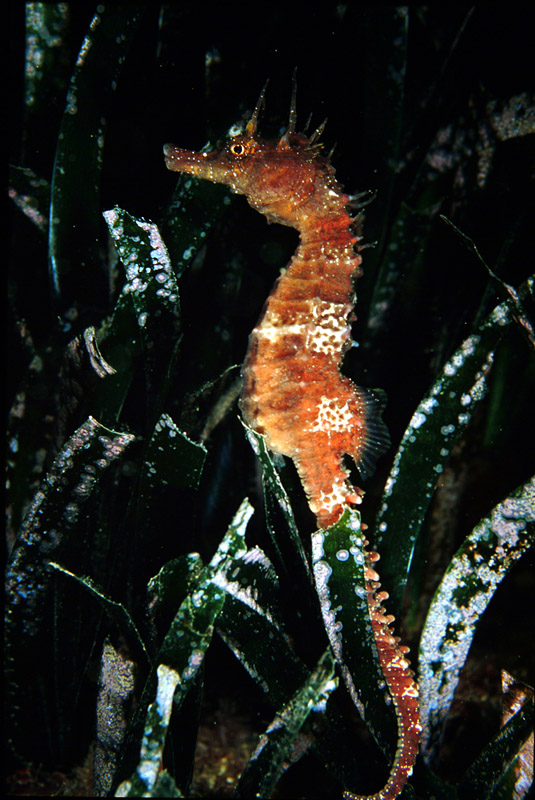 Seconda lezione: la prateria a Posidonia oceanica